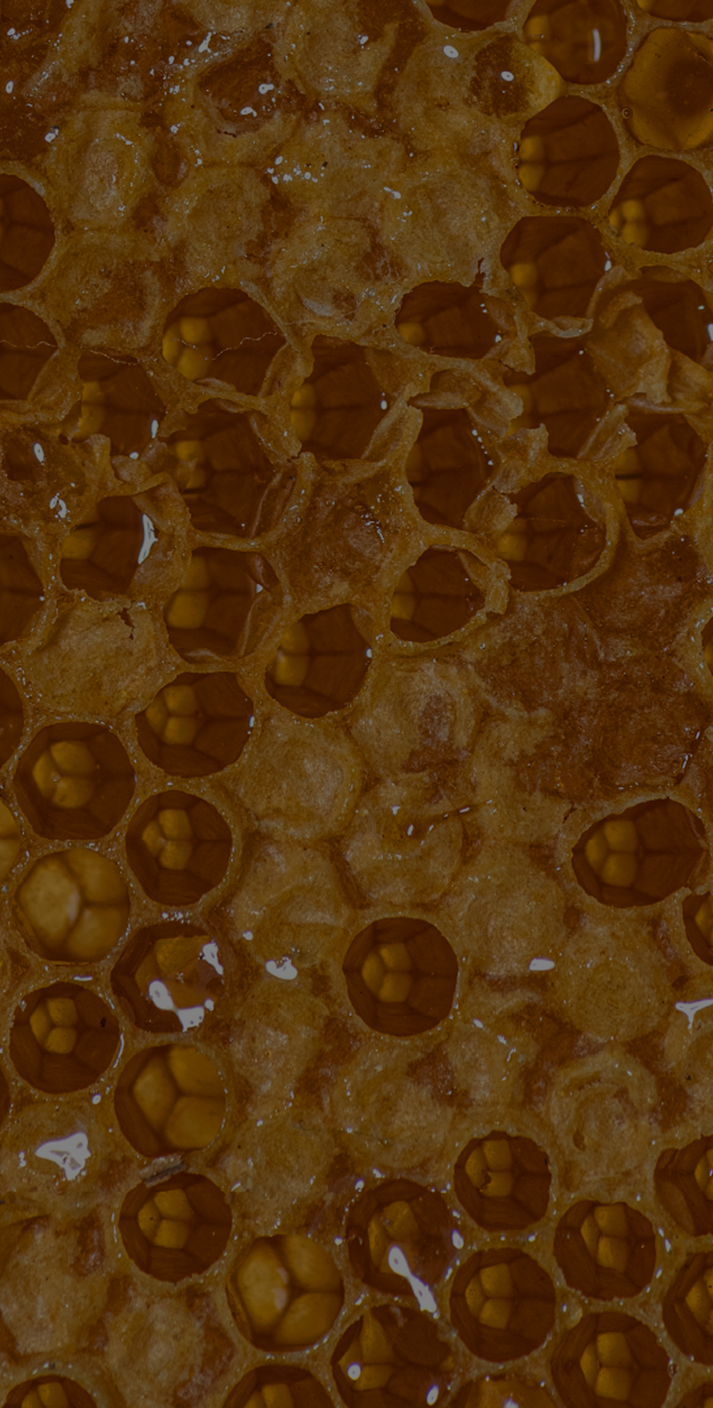 Honey Extract