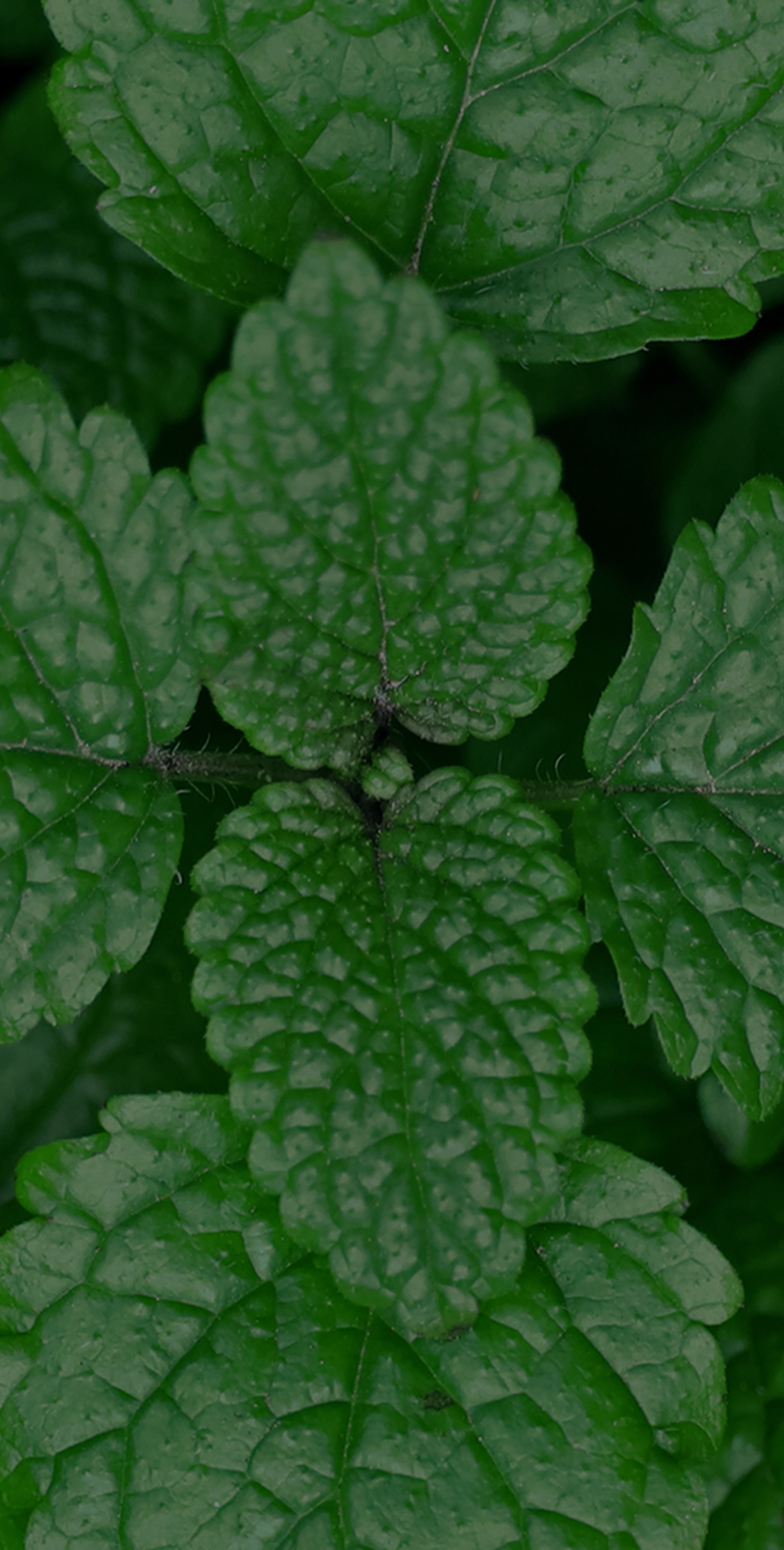 Mint Extract