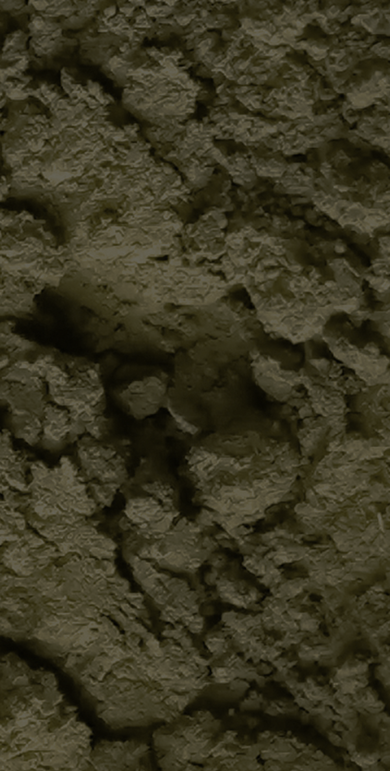 Sidr Powder