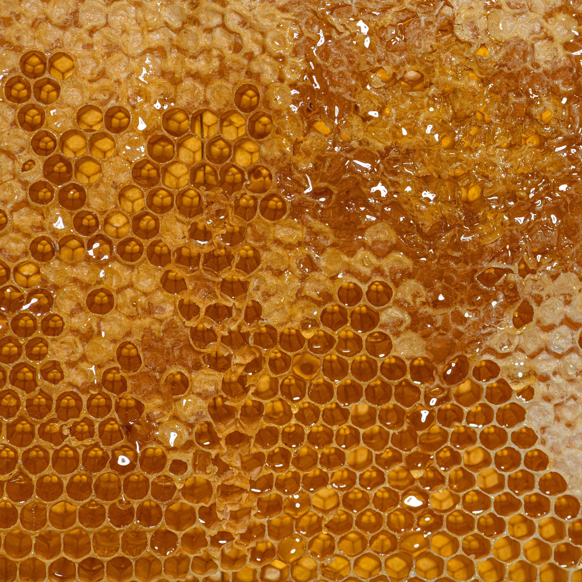 Honey