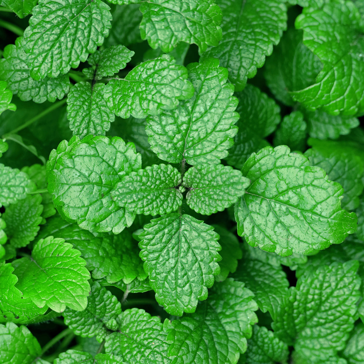 Mint Extract